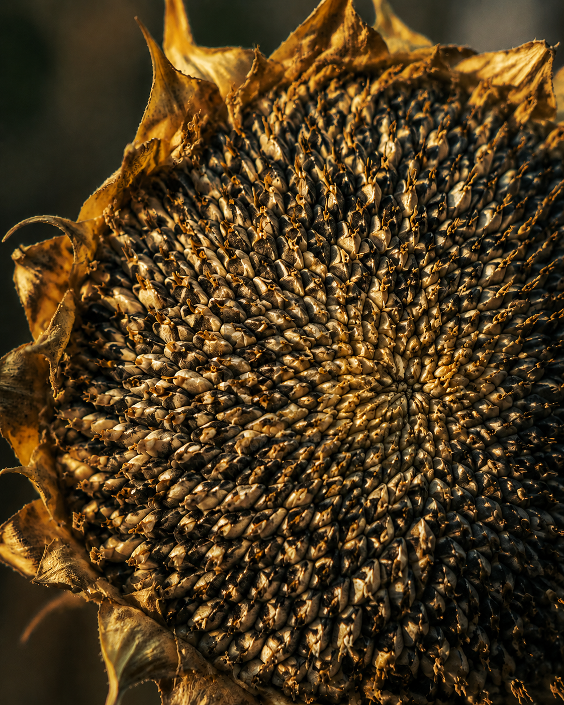 Natural spiral organisation in a mature sunflower seed head