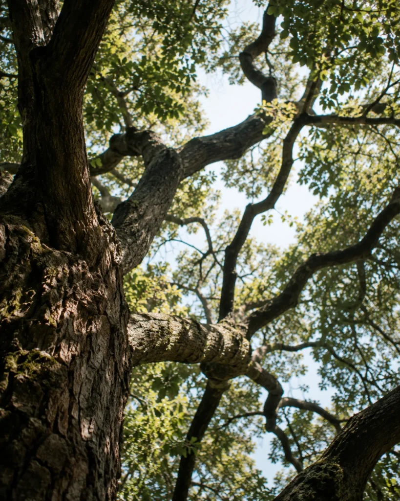 Sunlight filtering through the branches of a mature tree.