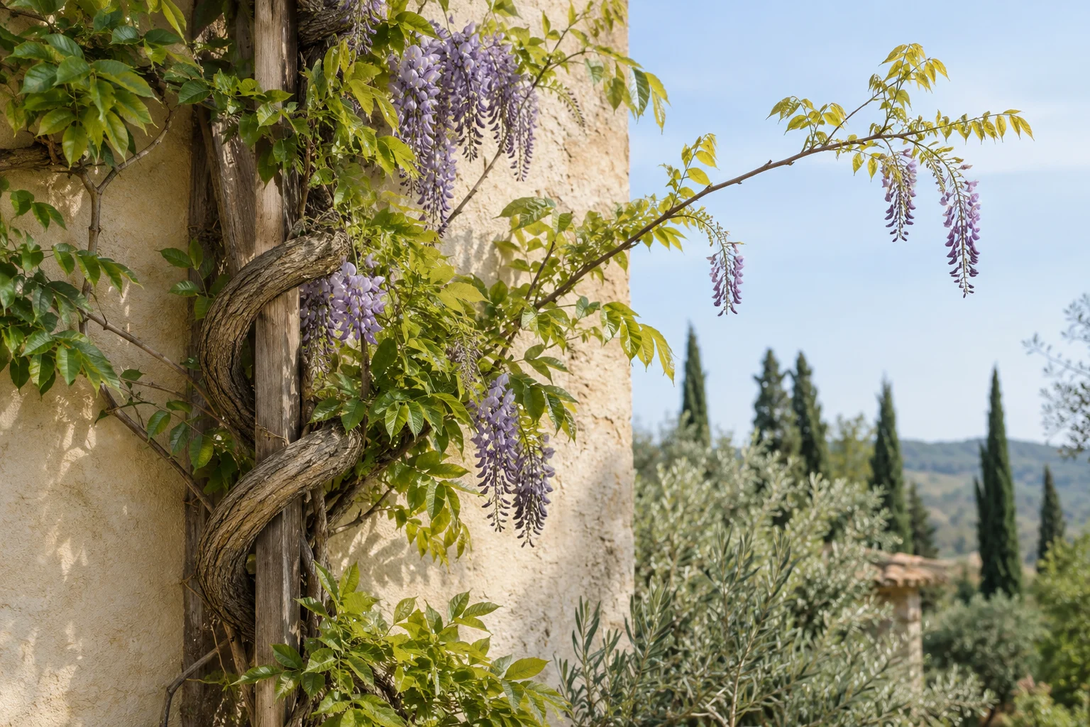 A twisting wisteria vine with purple flowers climbing a sunlit stone wall.